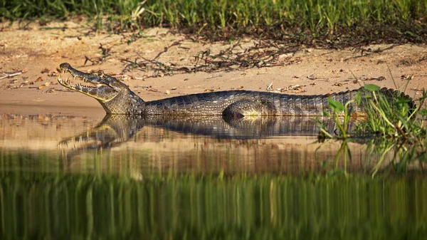 Krokodil Víz Partján — Stock Fotó