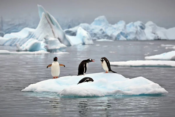 Dois Pinguins Neve — Fotografia de Stock