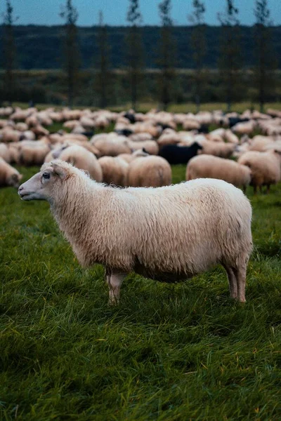 Sheep Mountains — Stock Photo, Image