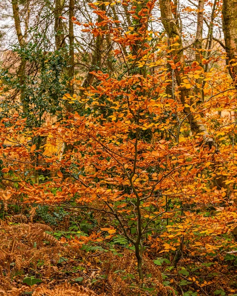 Floresta Outono Com Folhas Coloridas — Fotografia de Stock