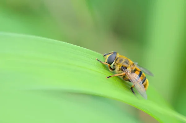 Makroaufnahme Von Insekten Der Natur — Stockfoto