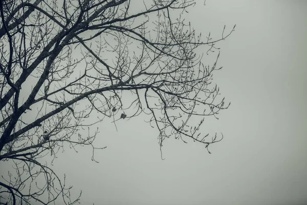 Niebla Olivo Solitario Niebla Isla Griega Evia Grecia —  Fotos de Stock