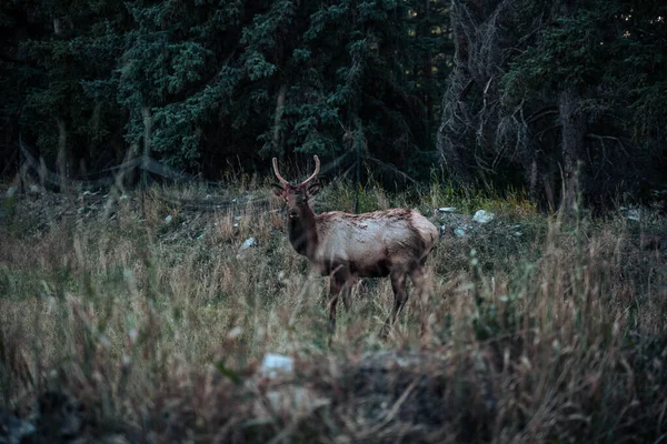 Deer Forest — Stock Photo, Image