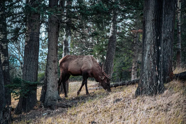 Beautiful Shot Moose Forest — Stock Photo, Image