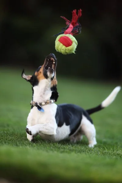 Köpek Oyuncakla Oynuyor — Stok fotoğraf