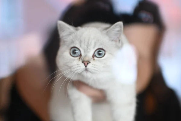 Egy Gyönyörű Fiatal Macska Egy Fehér Cica — Stock Fotó