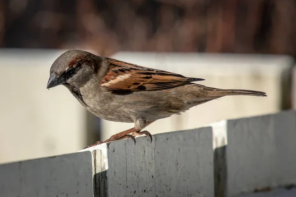 Ein Vogel Sitzt Auf Einem Zaun Stadtpark — Stockfoto