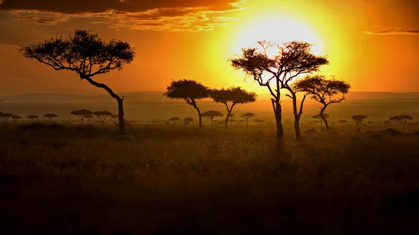 Belo Pôr Sol Savana Kenya — Fotografia de Stock