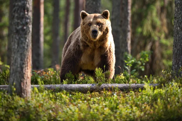 Osos Pardos Naturaleza Salvaje — Foto de Stock