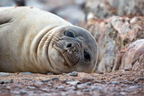 Merileijona Hylje Patagonia Argentiina — kuvapankkivalokuva