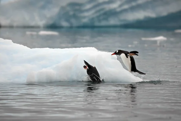 Weißer Schwan Strand — Stockfoto