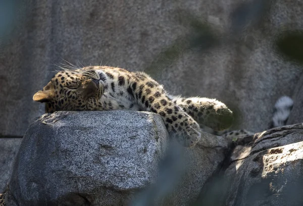 Λεοπάρδαλη Στο Ζωολογικό Κήπο — Φωτογραφία Αρχείου
