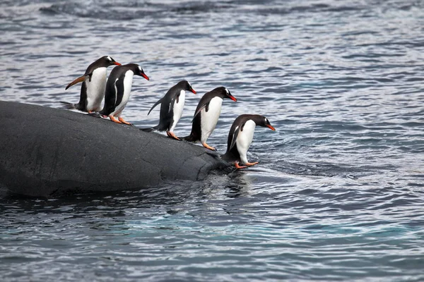 Pinguins Gentoo Mar — Fotografia de Stock