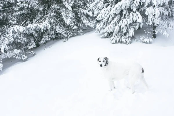 Kardaki Köpek — Stok fotoğraf