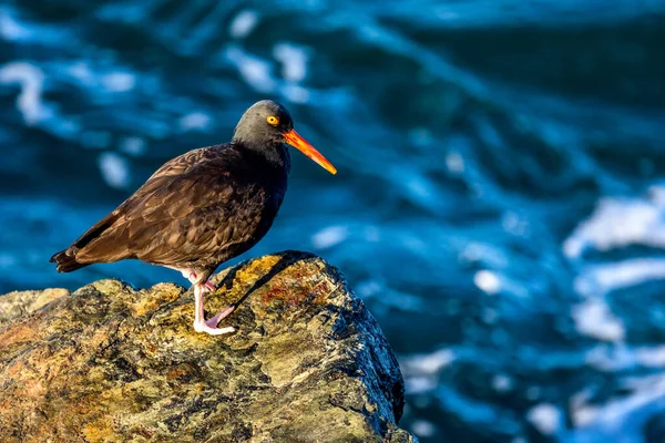 Nahaufnahme Einer Möwe Die Auf Einem Felsen Steht — Stockfoto