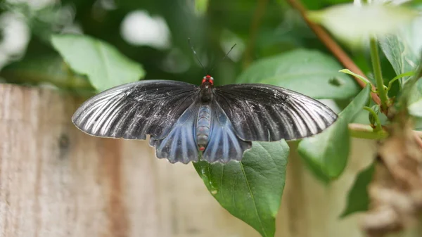 Метелик Квітці — стокове фото