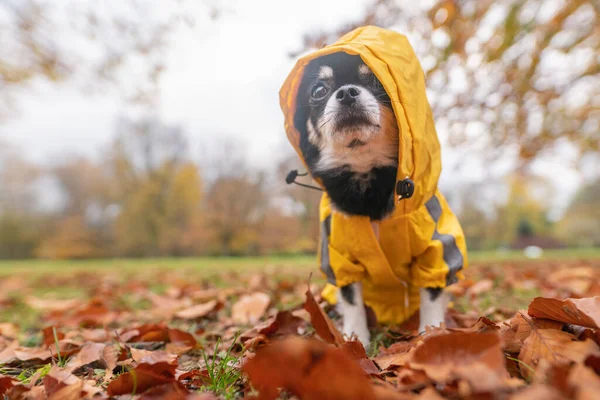 Pies Jesiennym Parku — Zdjęcie stockowe