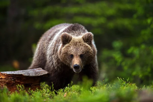 Urso Marrom Prado Floresta — Fotografia de Stock