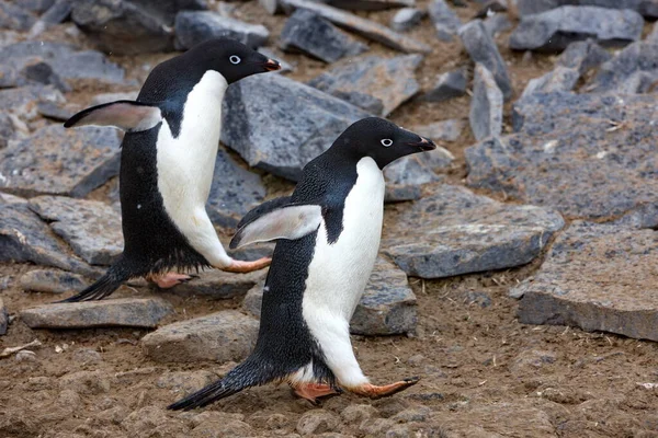 Gentoo Pingvin Tengerben — Stock Fotó