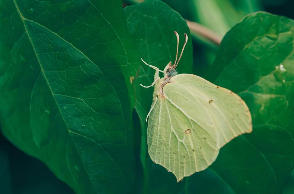 Gros Plan Papillon Sur Une Feuille — Photo