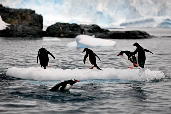 Gentoo Pingvinek Tengerben — Stock Fotó