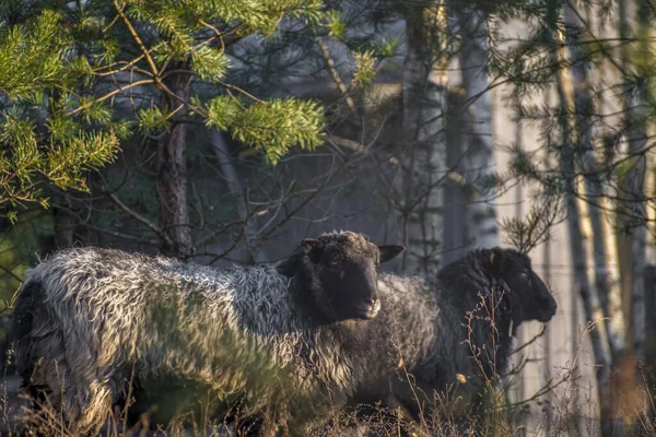 森林里一只棕熊的特写镜头 — 图库照片