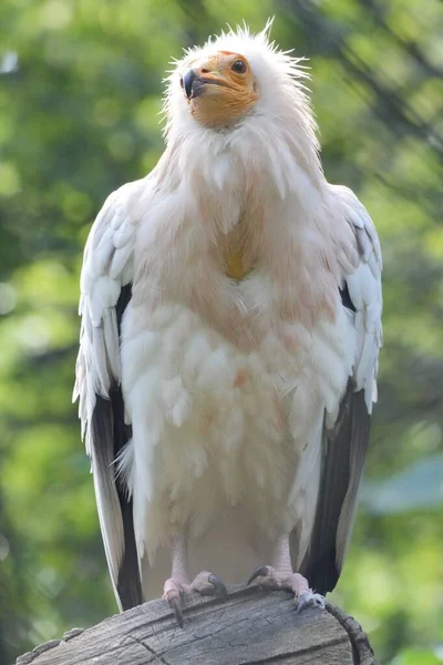 독수리의 — 스톡 사진