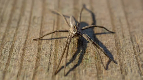 Araña Sobre Fondo Madera — Foto de Stock