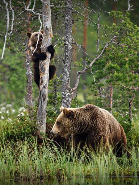 Les Ours Bruns Dans Forêt — Photo