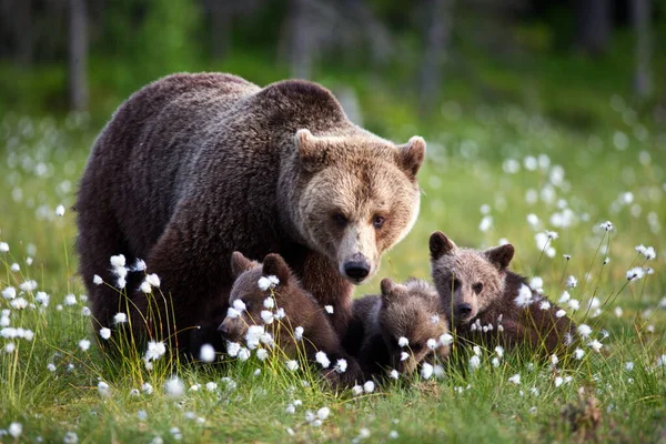 Brunbjörnar Den Vilda Naturen — Stockfoto