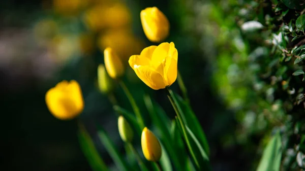 Красивые Желтые Тюльпаны Саду — стоковое фото
