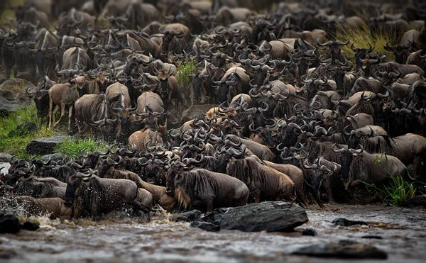 Uma Manada Gnus Savana Kenya — Fotografia de Stock