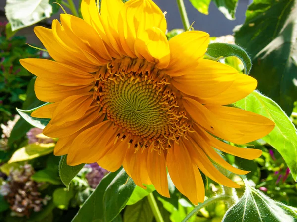 Όμορφο Κίτρινο Ηλιοτρόπιο Στον Κήπο — Φωτογραφία Αρχείου