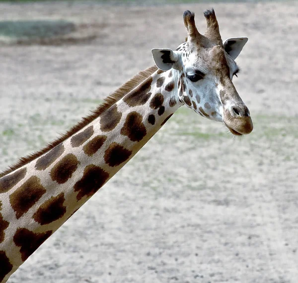 Girafe Dans Zoo — Photo