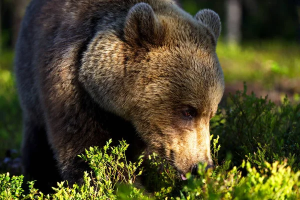 Коричневий Ведмідь Лісовому Лузі — стокове фото