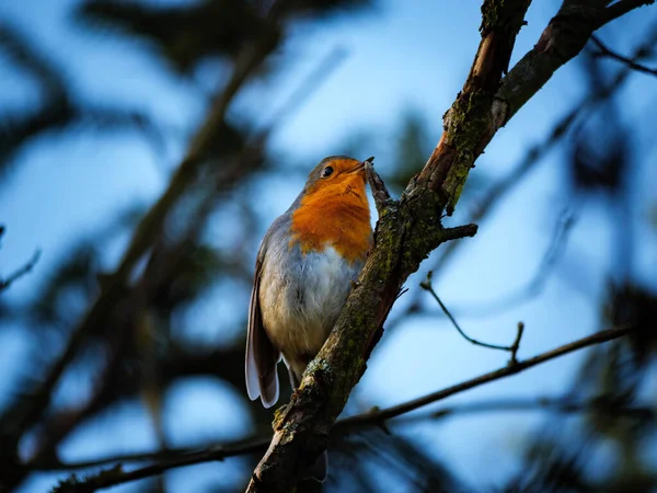 Red Breasted Robin Sitting Tree Branch — Stock Photo, Image