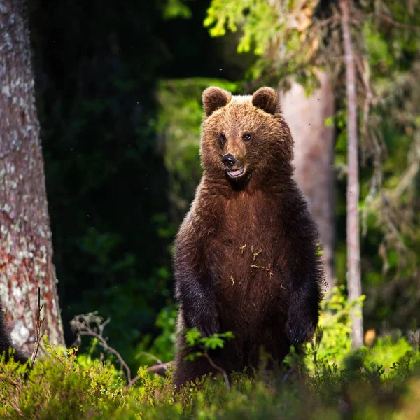 Бурый Медведь Лесном Лугу — стоковое фото