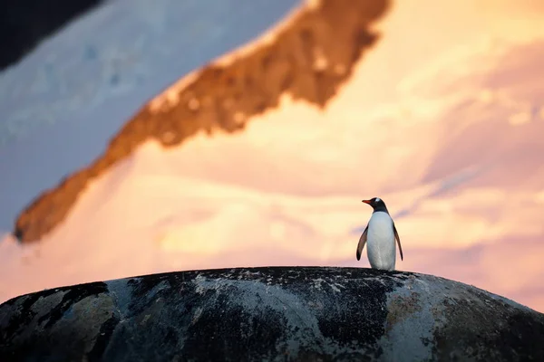 Pinguïn Zittend Rots Aan Het Strand — Stockfoto