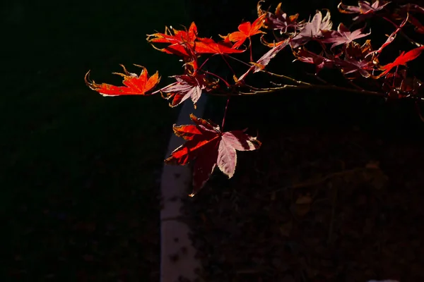 Hojas Otoño Temporada Otoño Flora —  Fotos de Stock