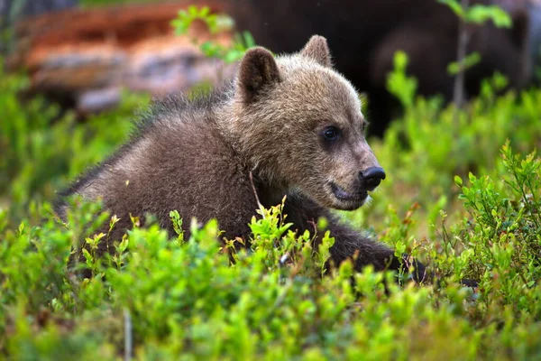 Orso Bruno Sul Prato Della Foresta — Foto Stock