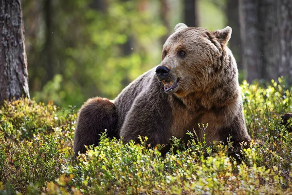 Brunbjörnar Den Vilda Naturen — Stockfoto