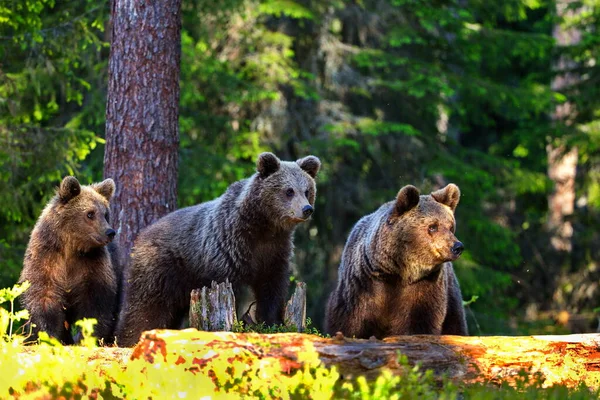 Brown Bears Forest Meadow — Stock Photo, Image