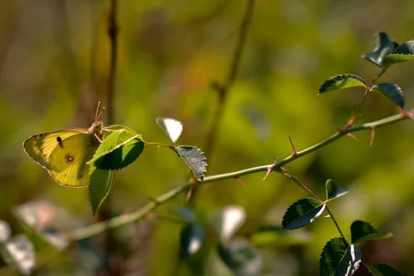 Primer Plano Unas Hermosas Hojas Amarillas Verdes Árbol —  Fotos de Stock