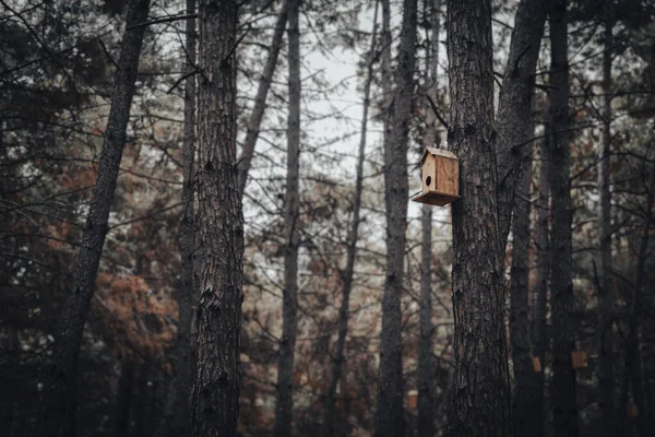 Dennenboom Bos Achtergrond Houten Vogelhuisje Boomstam — Stockfoto