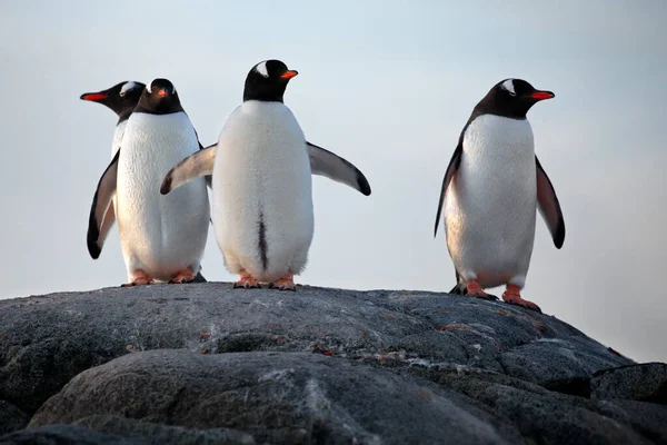 Gentoo Pingvin Stranden — Stockfoto