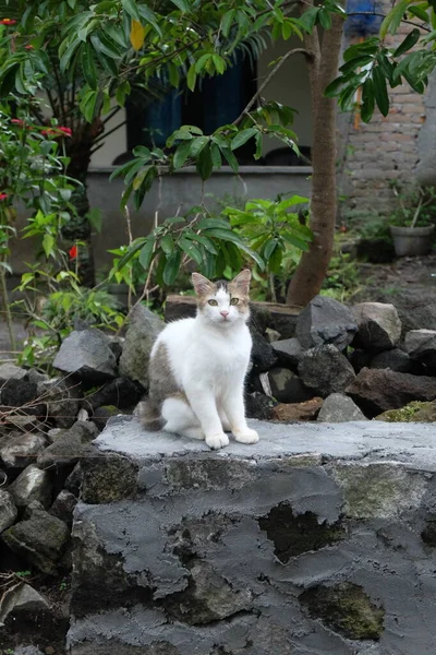 Gato Sentado Rua — Fotografia de Stock