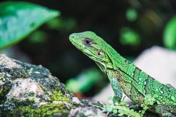 Hagedis Een Groene Achtergrond — Stockfoto