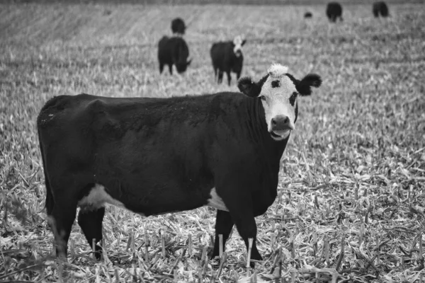 Foto Preto Branco Uma Vaca Campo — Fotografia de Stock