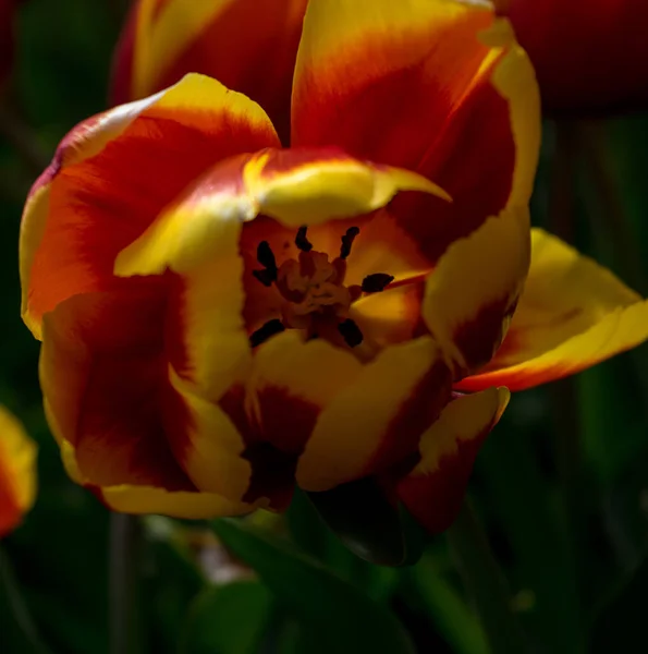 Schöne Bunte Tulpenblumen Mit Schönem Hintergrund Einem Frühlingstag — Stockfoto