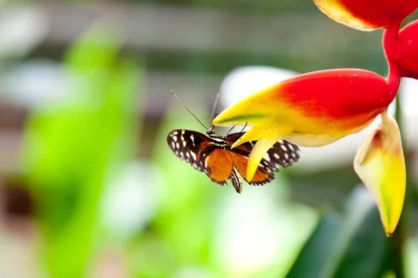 Papillon Sur Une Fleur — Photo